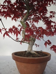 *D 23. Acer palmatum deshojo 220 euros con envio gratis peninsula.