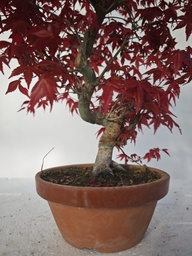 *D 25. Acer palmatum deshojo 220 euros con envio gratis peninsula.