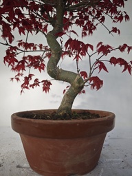 *D 32. Acer palmatum deshojo 150 euros con envio gratis peninsula.