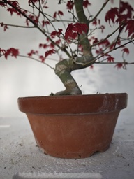 *D 33. Acer palmatum deshojo 220 euros con envio gratis peninsula.