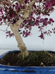 *L 22. Loropetalum 100 euros con evio gratis peninsula.