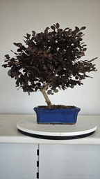 *L 22. Loropetalum 75 euros con evio gratis peninsula.