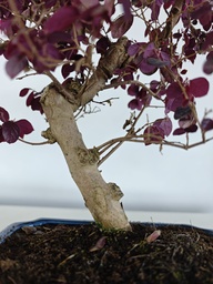 *L 24. Loropetalum 75 euros con evio gratis peninsula.