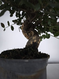 *Q 30. Quercur suber 90 euros con envio gratis peninsula.