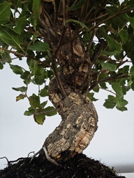 *Q 42. Quercur suber 90 euros con envio gratis peninsula.