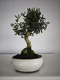 *O 14. Olea Sylvestris 66 euros con envio gratis peninsula.