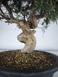*K 1. Juniperus chinensis kyushu 230 euros con envio gratis peninsula.