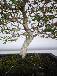 * A 5. Rhododendron 220 euros con envio gratis peninsula-