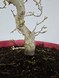 * Cr 1. Crataegus cuneata 170 euros con envio gratis peninsula.
