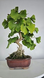 *GI 5. Ginkgo biloba 120 euros con envio gratis peninsula.