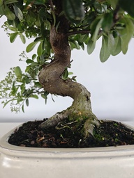 *PY 10. Pyracantha 200 euros con envio gratis peninsula.