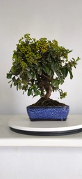 *PY 13. Pyracantha 100 euros con envio gratis peninsula.