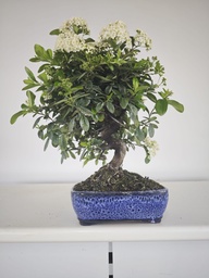 *PY 13. Pyracantha 100 euros con envio gratis peninsula.