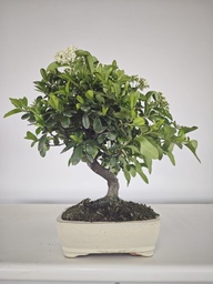 *PY 14. Pyracantha 100 euros con envio gratis peninsula.