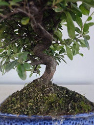 *PY 14. Pyracantha 100 euros con envio gratis peninsula.