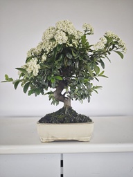*PY 16. Pyracantha 100 euros con envio gratis peninsula.