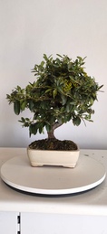 *PY 16. Pyracantha 100 euros con envio gratis peninsula.