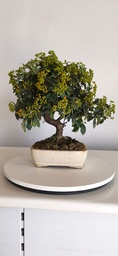 *PY 17. Pyracantha 100 euros con envio gratis peninsula.
