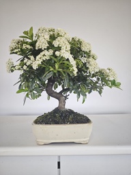 *PY 17. Pyracantha 100 euros con envio gratis peninsula.