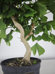 *GI 21 Ginkgo 70 euros con envio gratis peninsula.