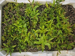 P 3. Plantones granado nejikan 4 unidades 20 euros con envio gratis peninsula.