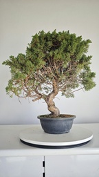 *KI 12 Juniperus chinensis kishu 230 euros con envio aleatorio y gratis peninsula
