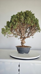 *KI 11 Juniperus chinensis kishu 230 euros con envio aleatorio y gratis peninsula
