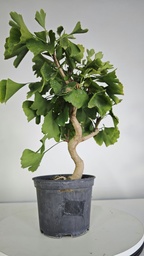 *GI 25 Ginkgo 70 euros con envio gratis peninsula.