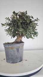 * Q 8 Quercus suber 95 euros con envio gratis peninsula.