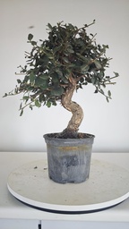 * Q 13 Quercus suber 95 euros con envio gratis peninsula.
