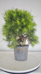 * H 4 Pinus halepensis 95 con envio gratis peninsula