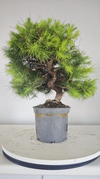 * H 6 Pinus halepensis 95 con envio gratis peninsula
