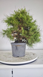 * H 9 Pinus halepensis 95 con envio gratis peninsula