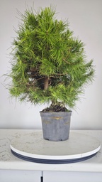 * H 10 Pinus halepensis 95 con envio gratis peninsula