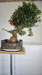*Py 1 Pyracantha 595 euros con envio gratis peninsula.