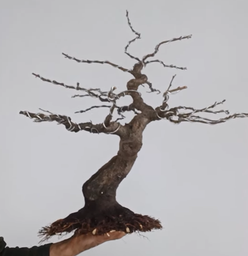 Malus Everest Manzano